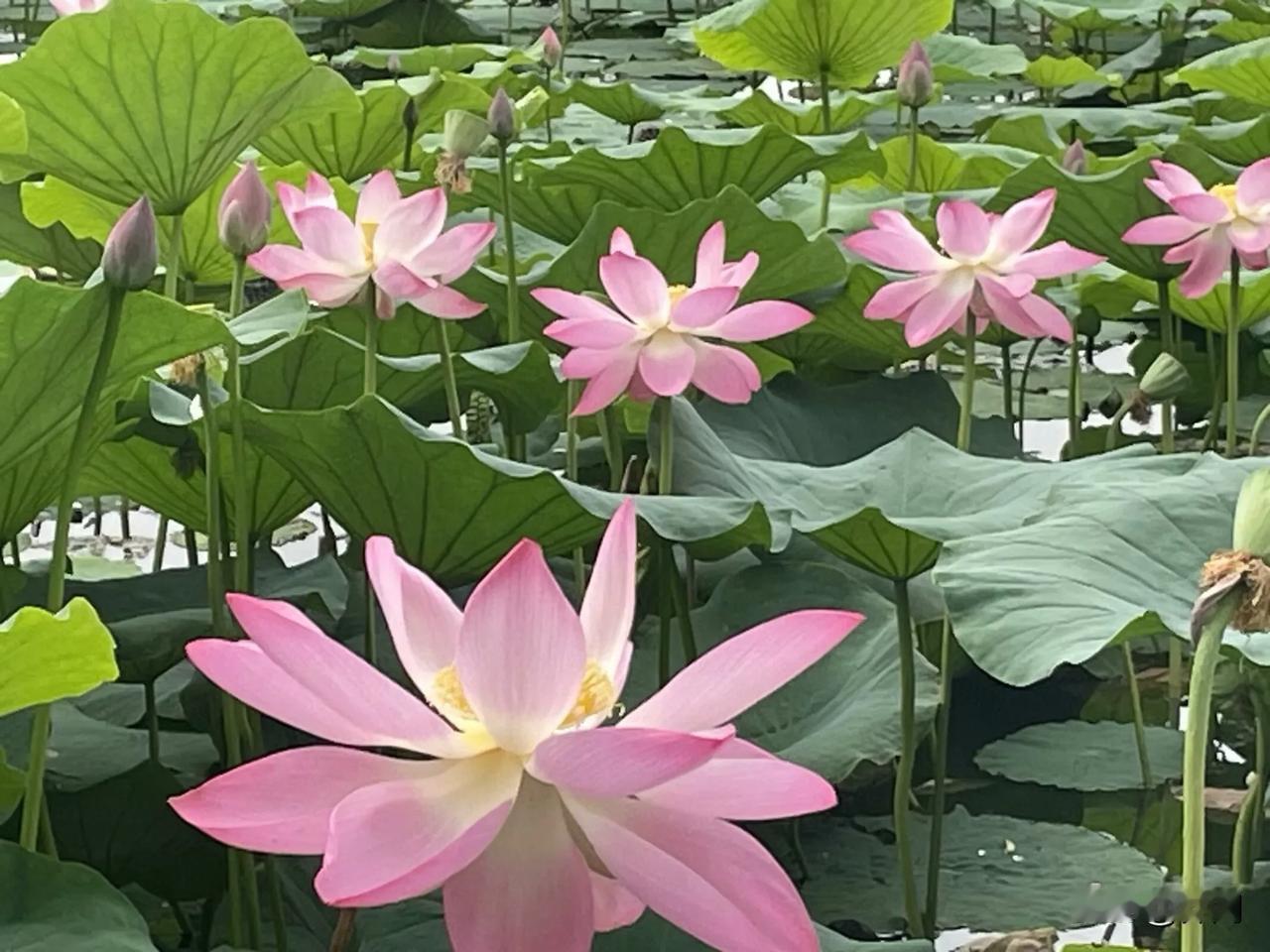 【苏幕遮•天炎蒸】
天炎蒸，风丝断，
万里晴空，几许白云淡。
赤日巡湖波潋滟。