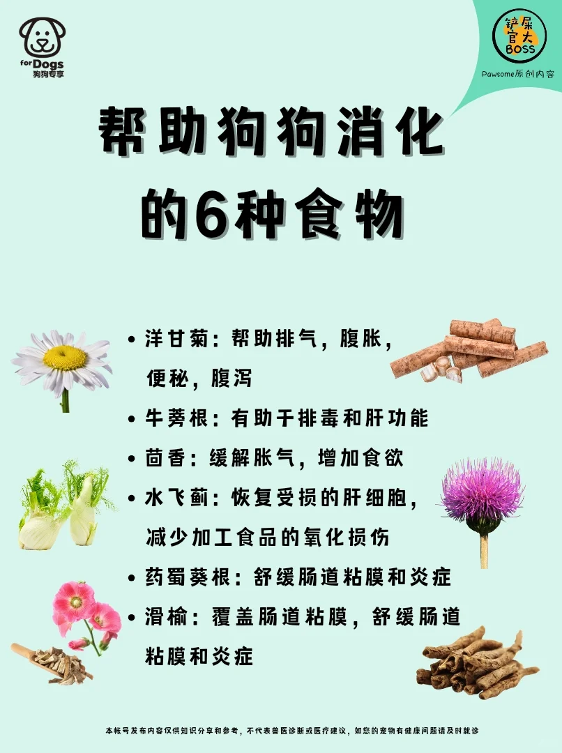 帮助狗狗消化的6种食物