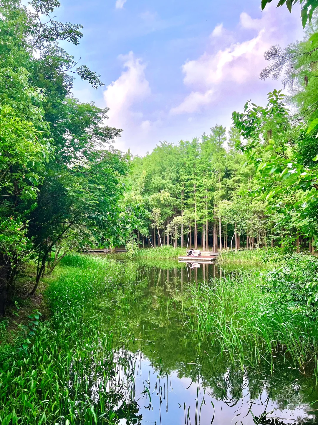 上海「阿勒泰」🌲被低估的宝藏森林公园