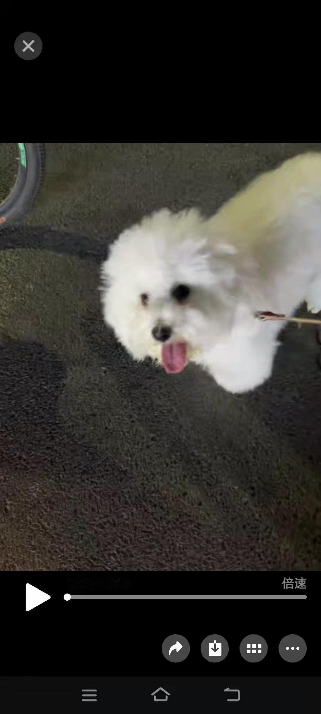 新乡 寻狗 比熊，20日新乡牧野区大朱庄走失爱犬，有线索请@H.H