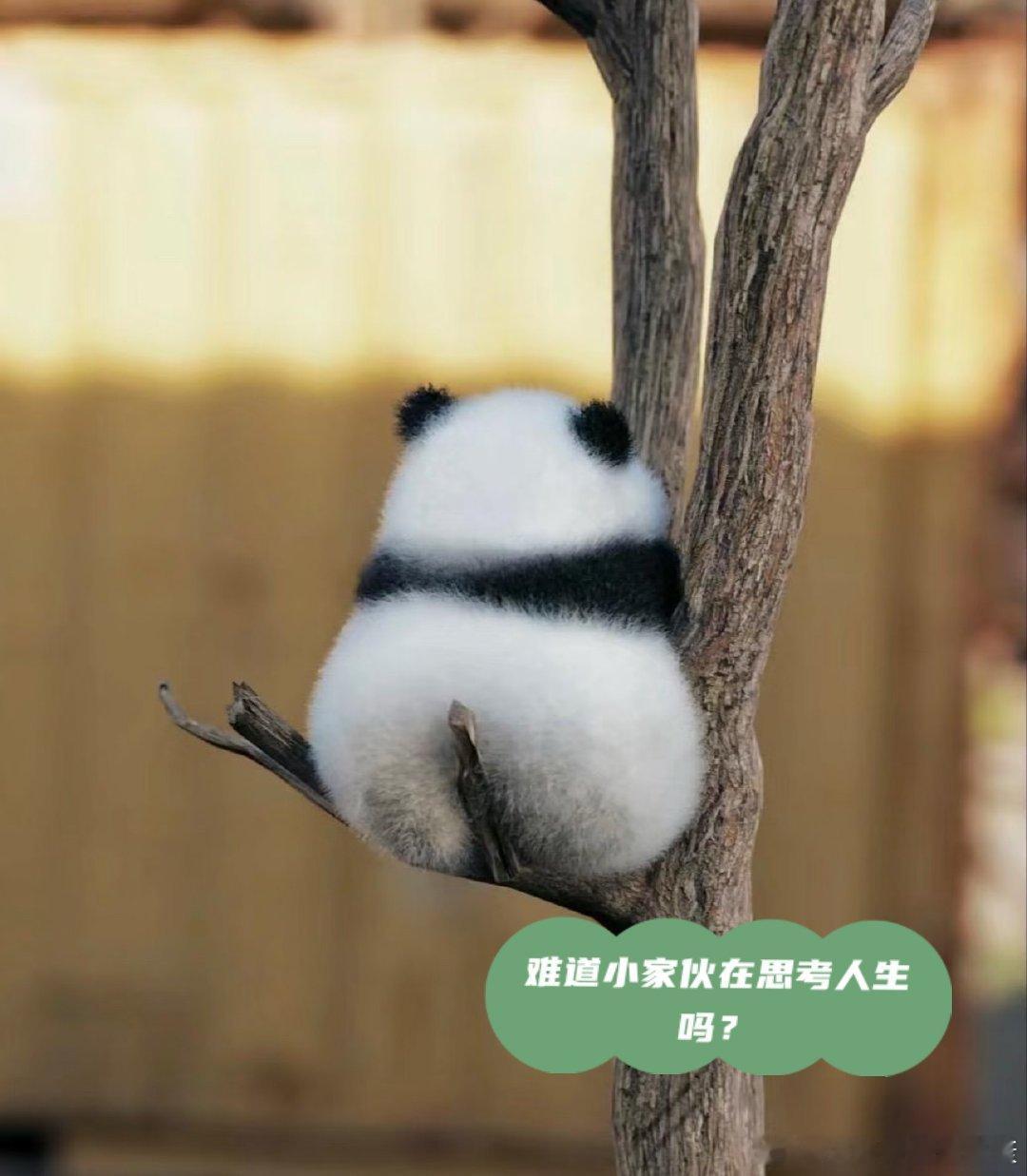 每日学习打卡 人不能太贪心拿了千钱想万钱当了皇帝想成仙。🤔🤔🤔🤔🤔🤔