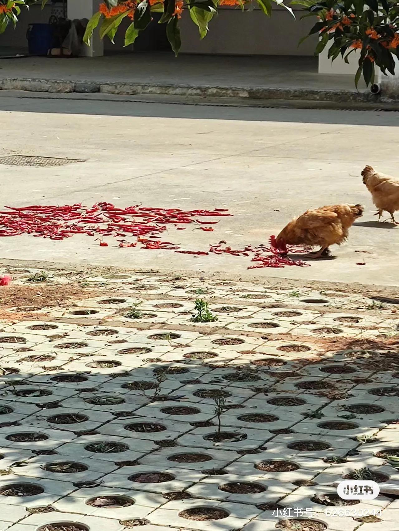江西连鸡都吃辣的