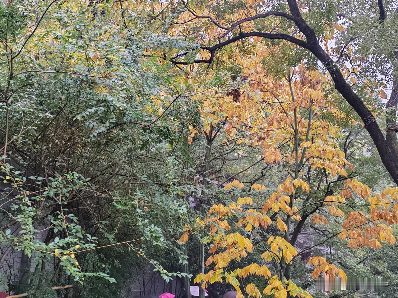 可以分享一张秋景树叶照片吗