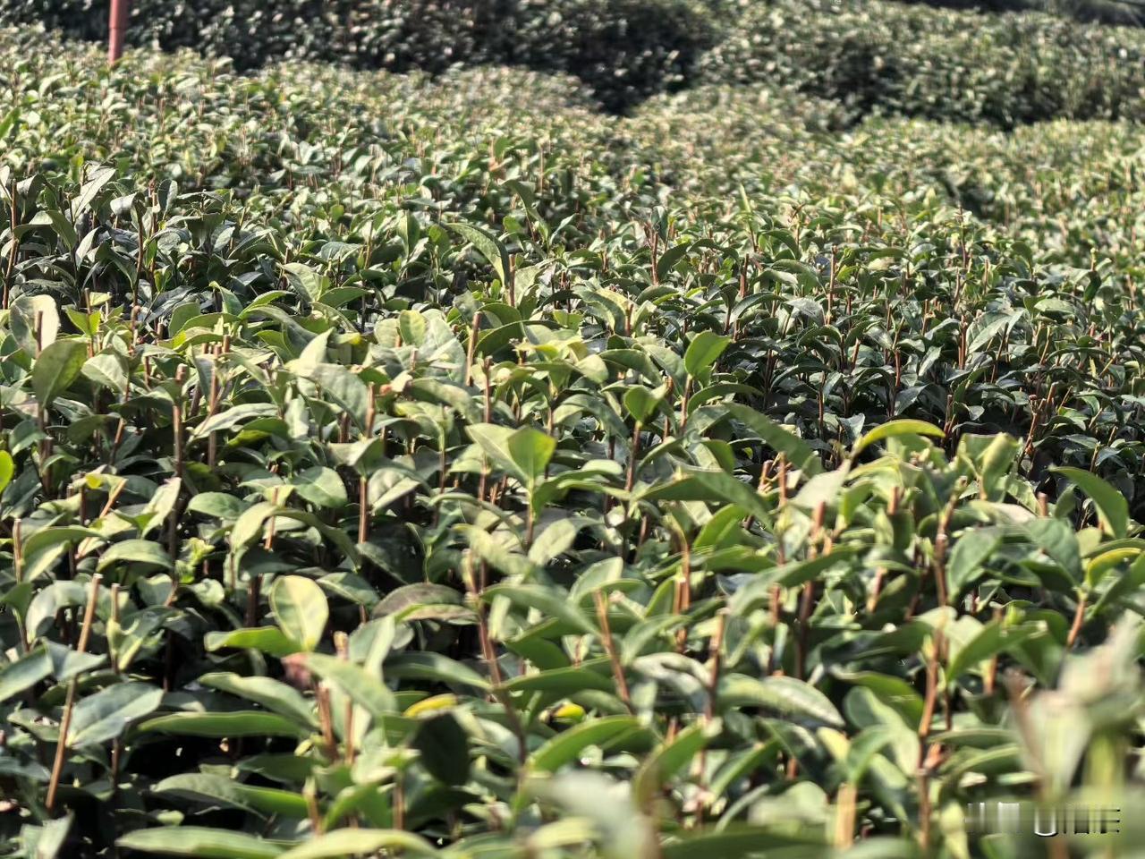 阳光 
暖风 
萌芽即将暴长