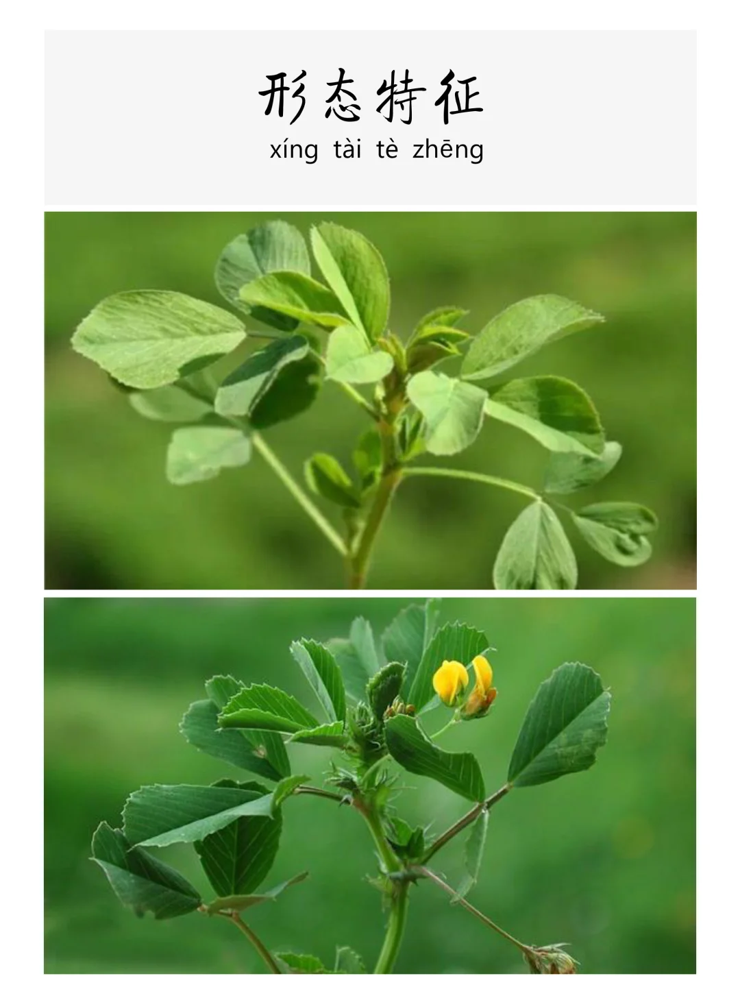 每天认识一味草本植物-苜蓿🍀