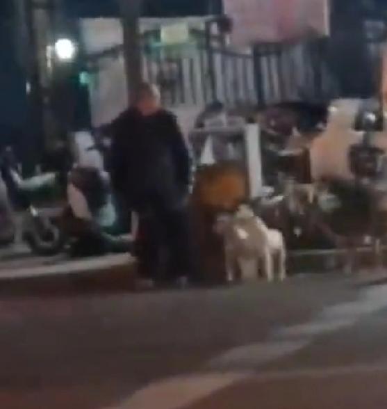 少见。一人带20条狗串街
这个视频发自12月23日廊坊。好家伙，一个人带上20条