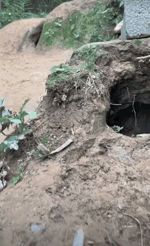 人也是奇怪，
看到任何比自己清闲的物种，
他就是不爽。