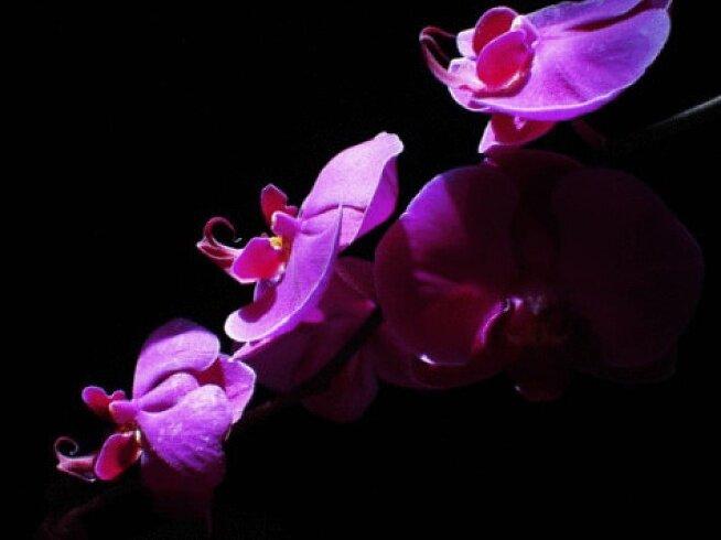 那兰提花，又名蝴蝶兰，兰科蝴蝶兰属植物。有一位虔诚的佛教徒非常向往像玄奘法师那样