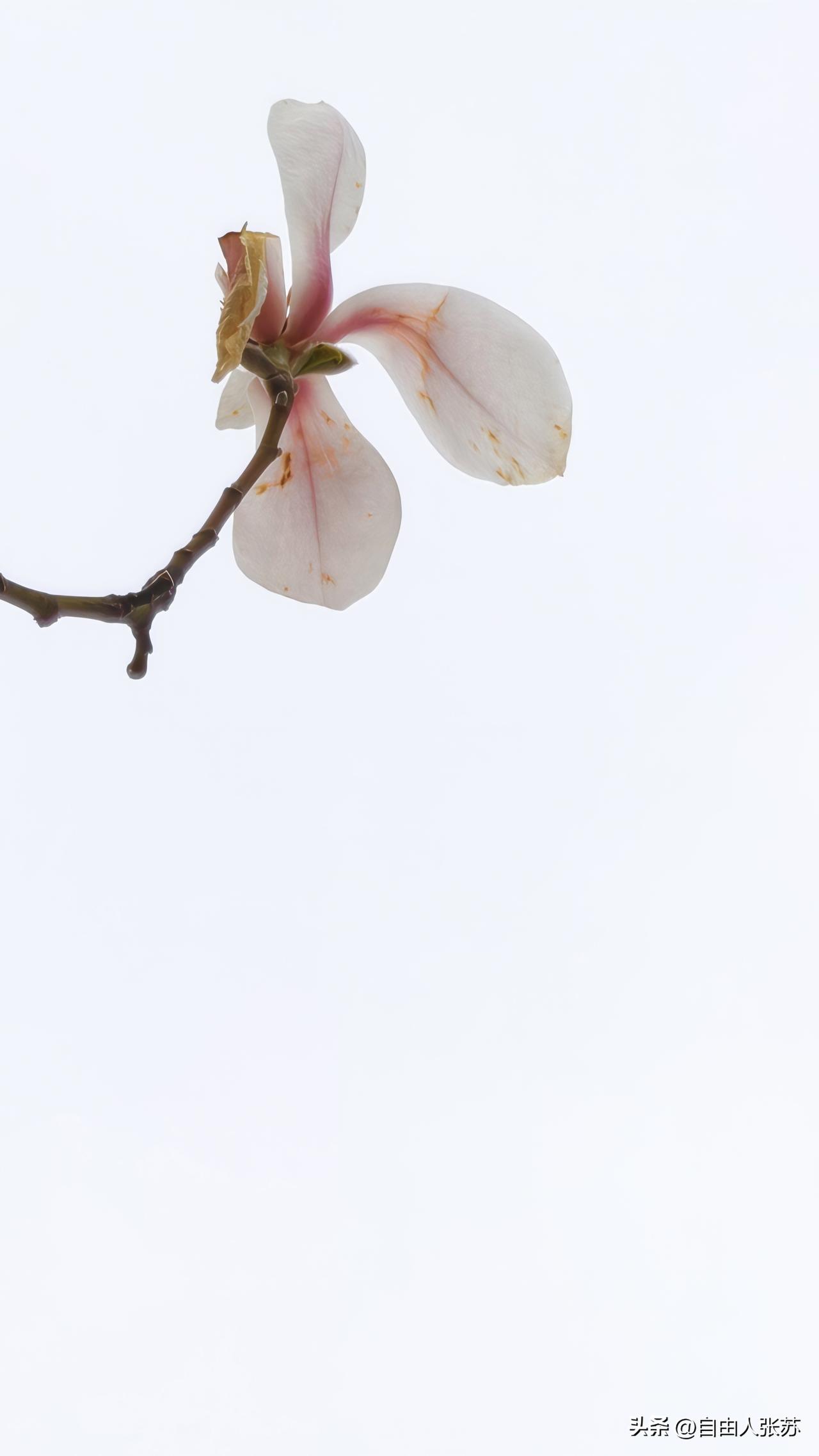 朝天宫.玉兰
手机随拍