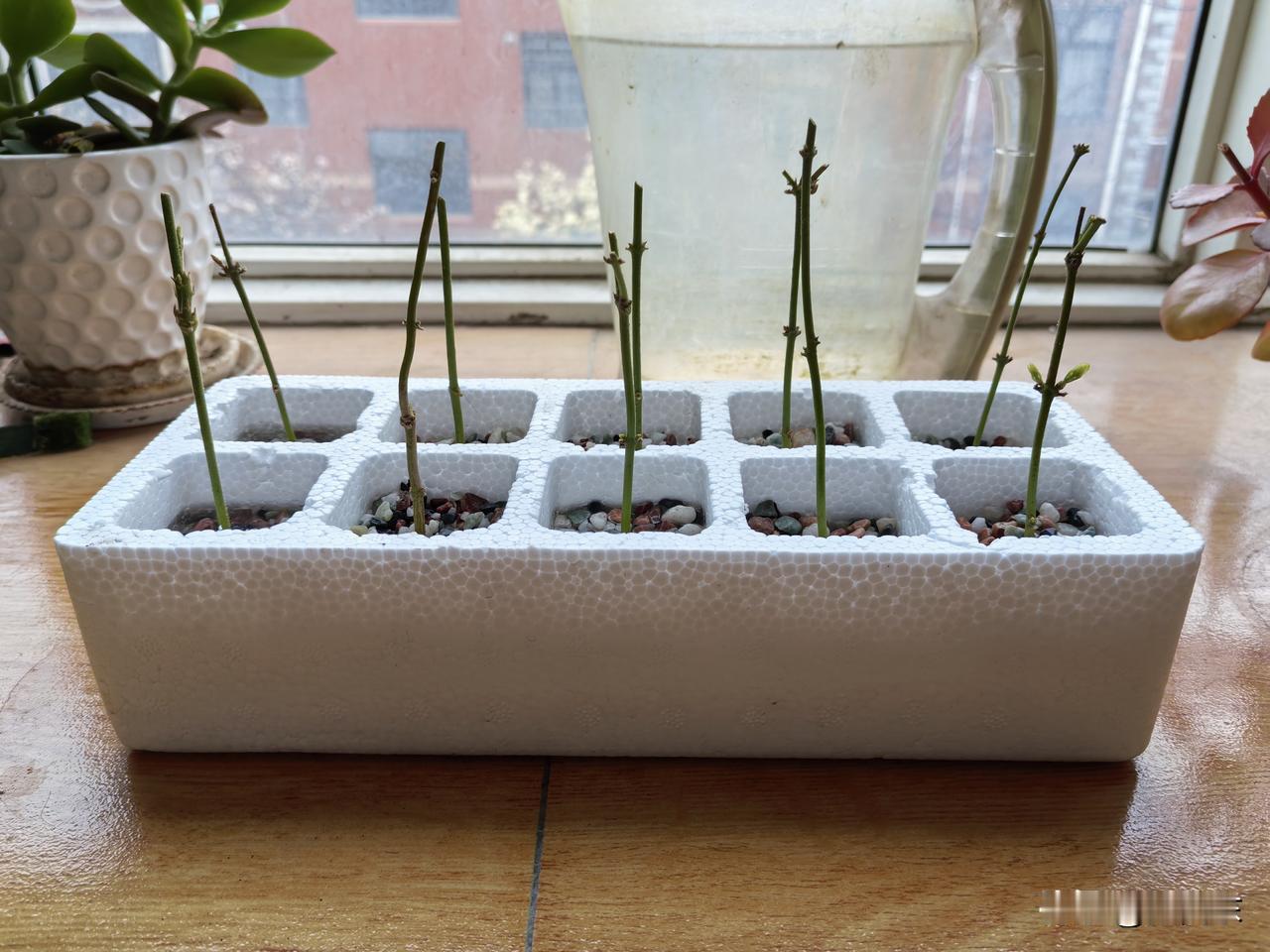 春天，是希望的季节

以前，我扦插茉莉是在7可份，那时候气温高，生根快。几天前在