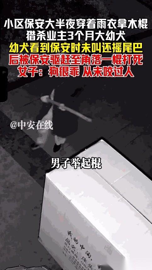 真给我看傻了。
一个穿着保安制服的“人”，抄起一根木棍，对着墙角一只三个月大的小