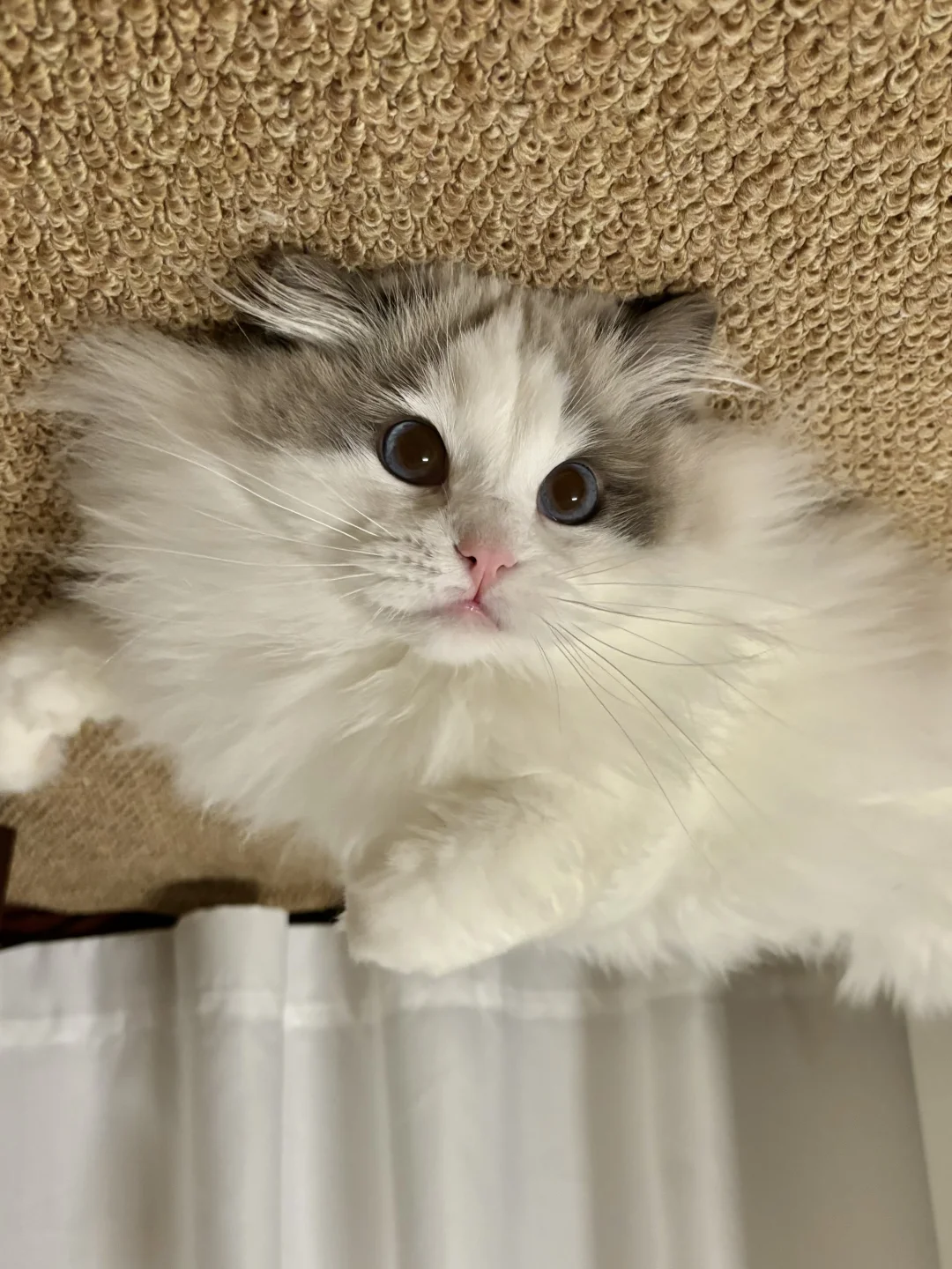 我宣布，布偶就是世界上最可爱的小猫