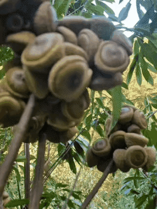 这是什么，听朋友说对男人有大用