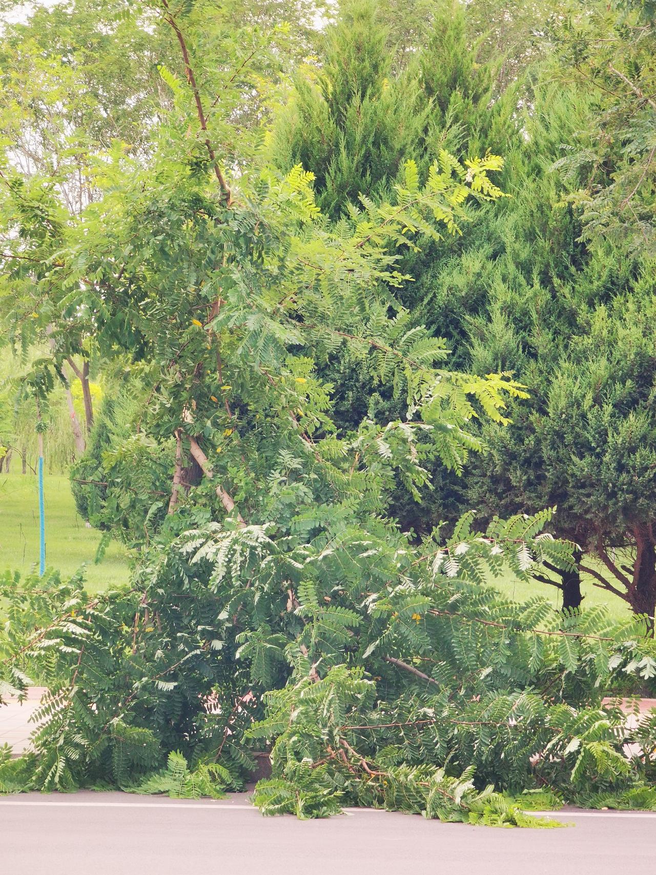 刚刮一股风
路边树倒地
行人匆匆过
无暇顾及它