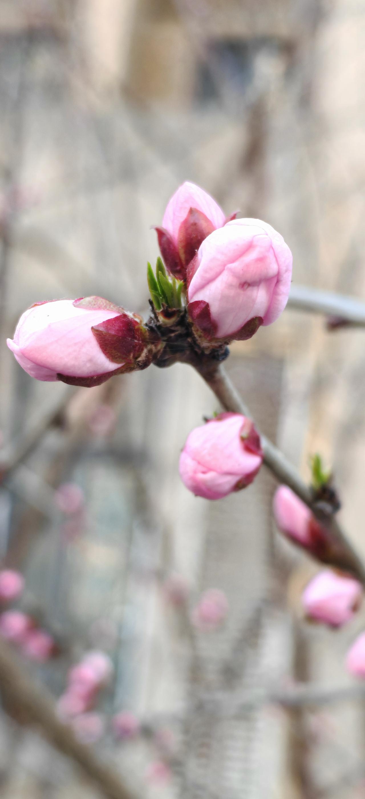桃花开了。
     春天来了，挑花真的的来了。
