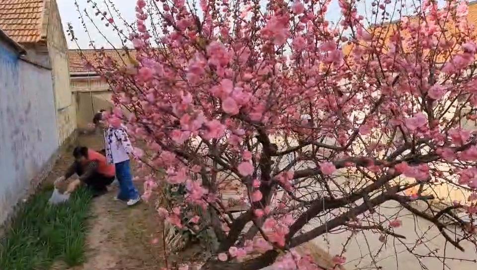 中国核电暴跌原因
昨天说中国核电今天见分晓，结果不是向上，而是直接向下暴跌0.2