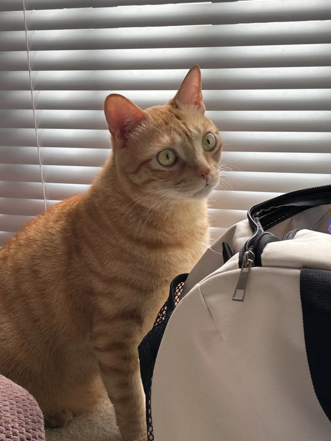 养猫后的生活太有猫趣了～