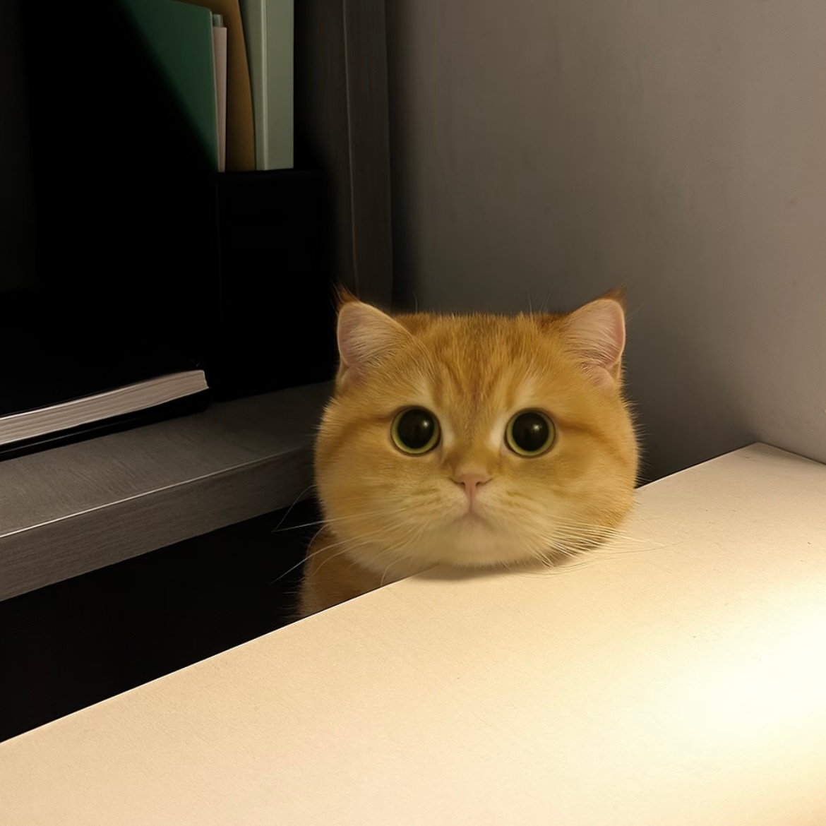 >ᴗoಣ 