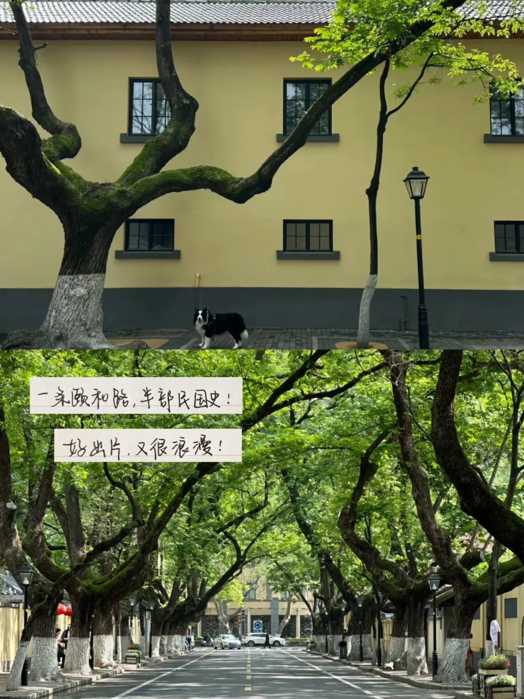 为了这1️⃣5️⃣张照片特地去了趟南京！！