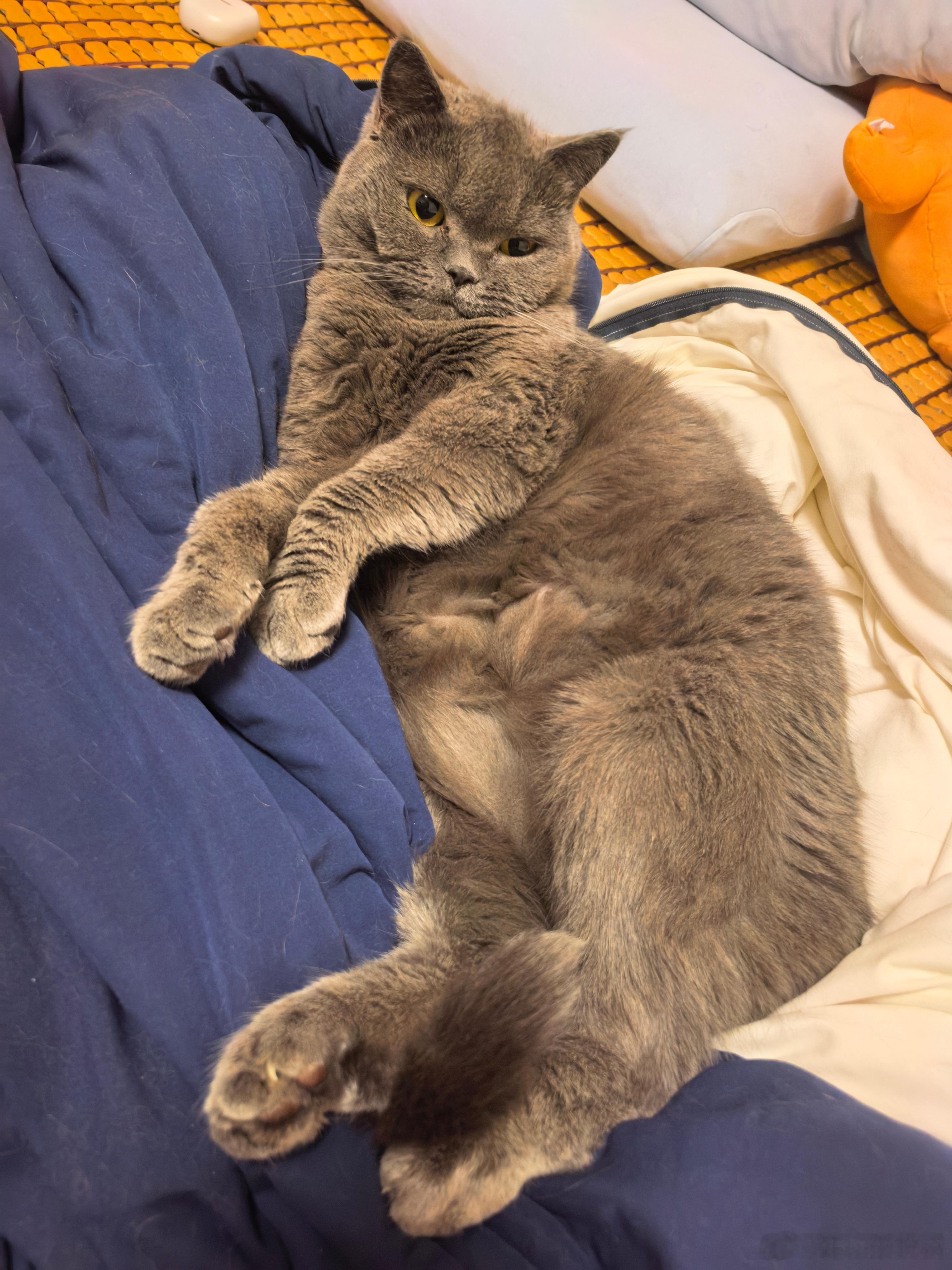 猫永远认为自己是主人，今天我这个仆人在电脑前复盘，突然波特韩一个跳跃把仆人键盘⌨