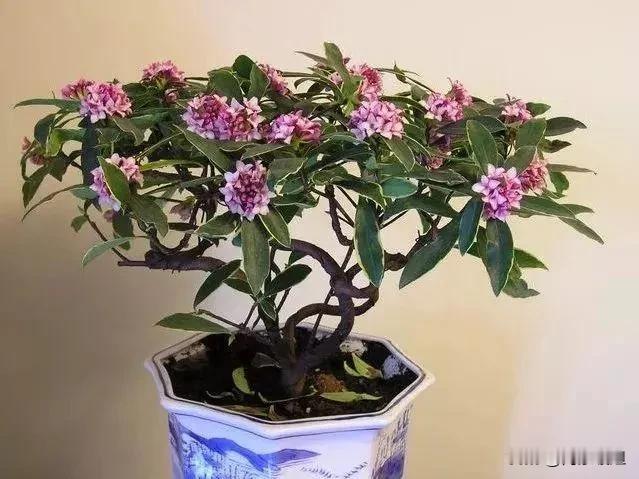 有一个星期没在头条发表作品了。刚才看到又恢复首发创作者的标识了，心里很高兴。时间
