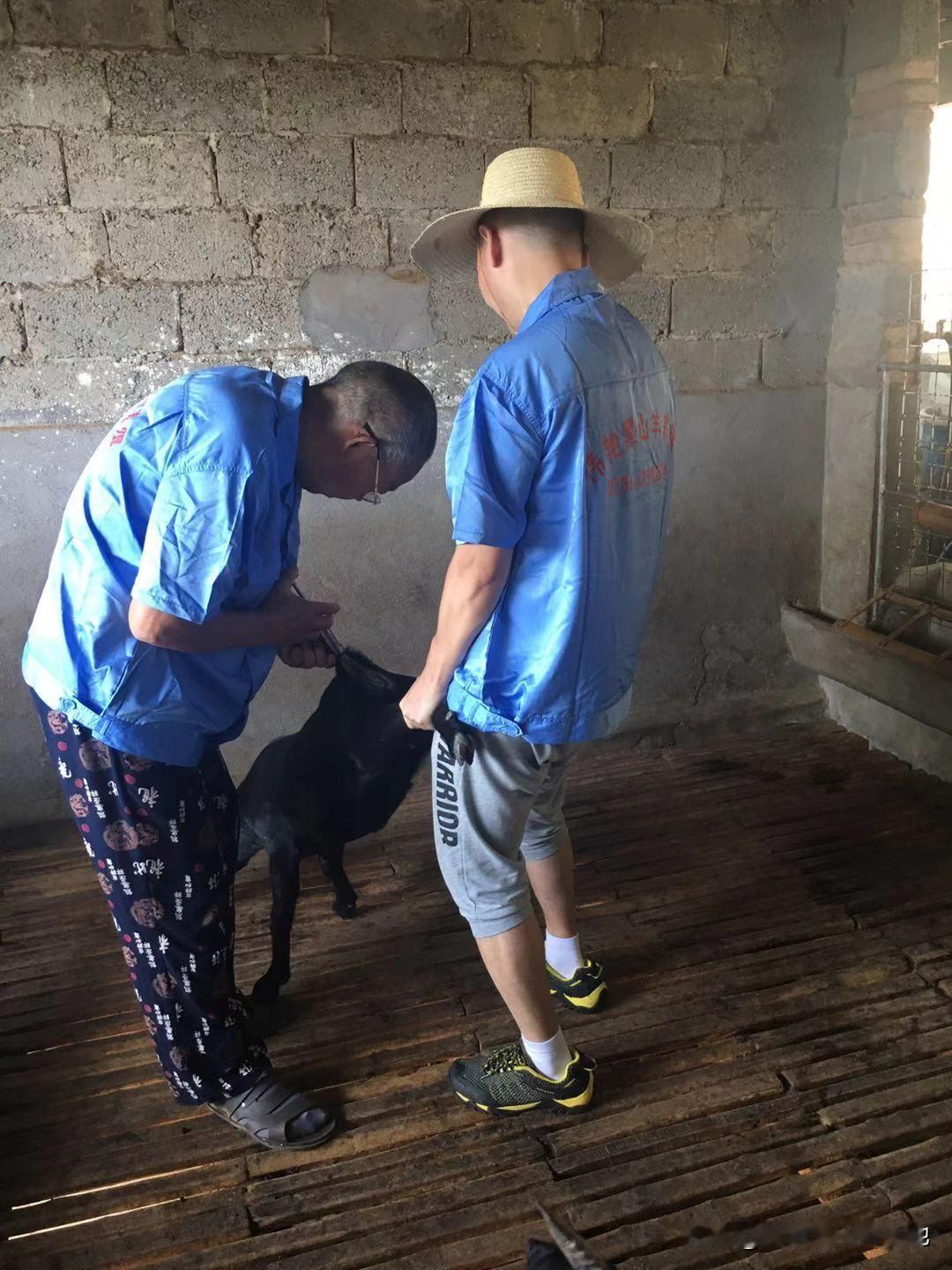 前期控制投入，圈舍简单搭建就行，先养二三十只练手，边养边找销路。养羊门槛低、回本