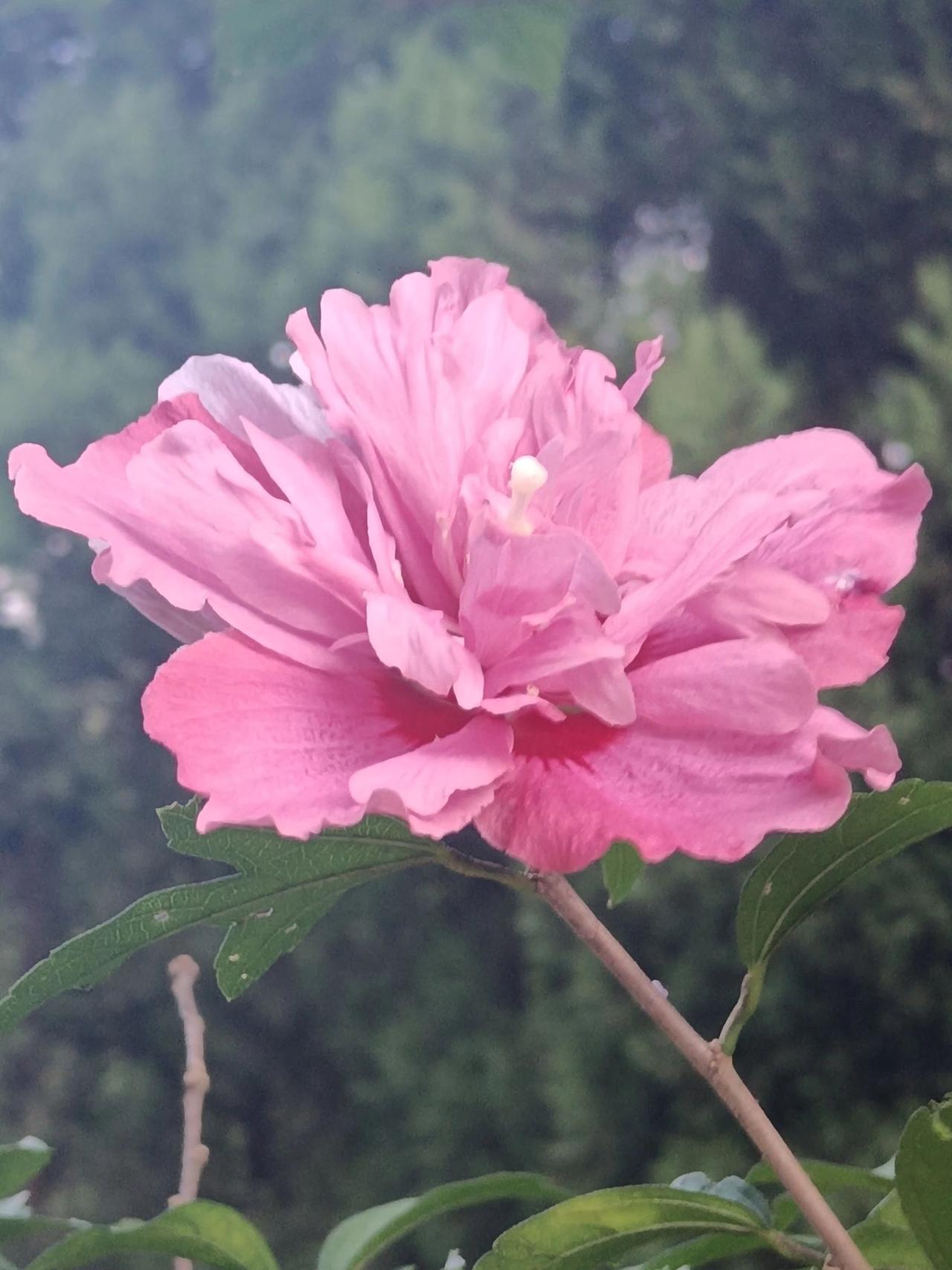 别等来年，别等来生木槿花开时节 又到了拍花的季节