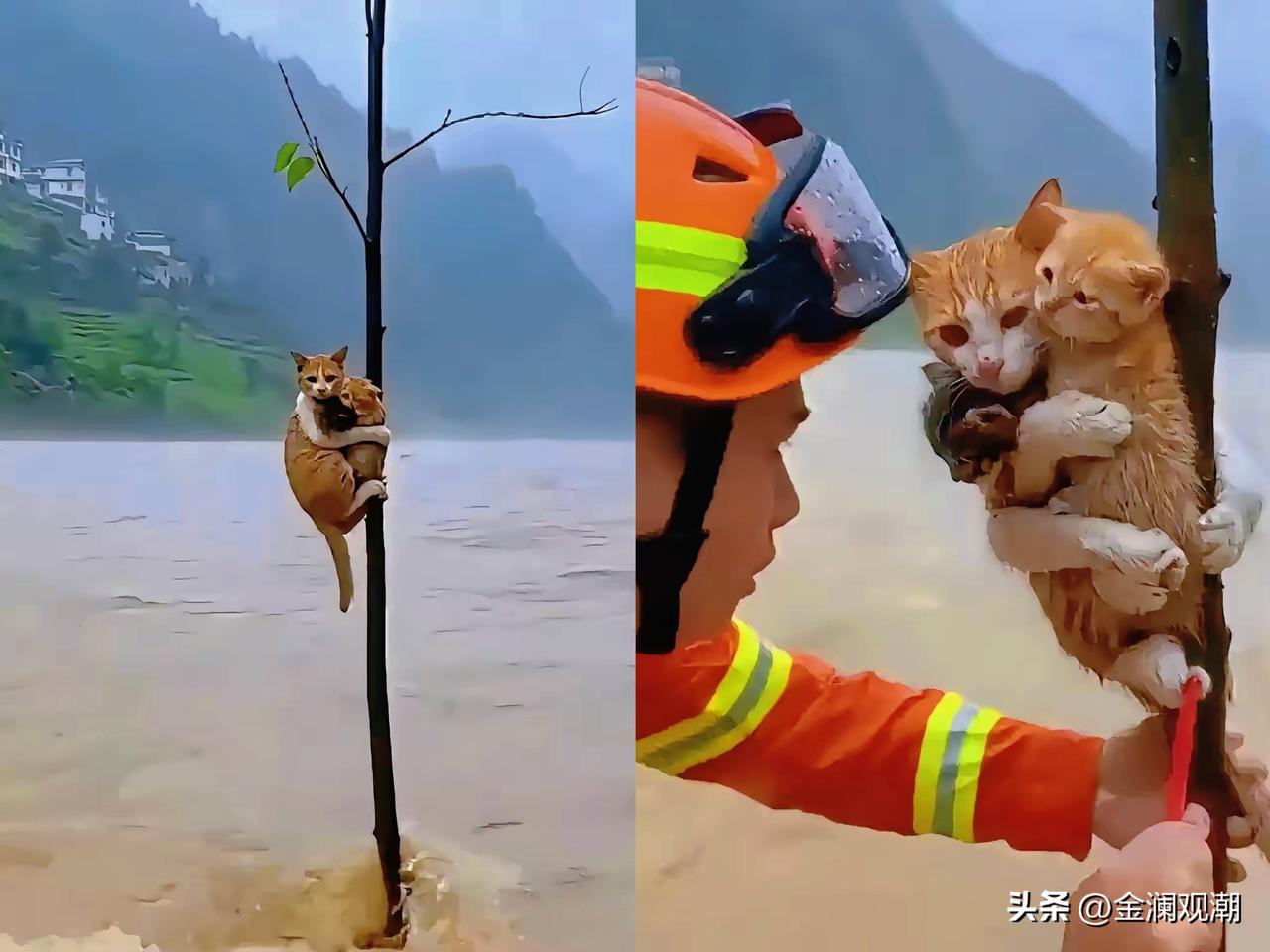 洪水来临，猫妈妈紧紧抱着自己的孩子，直到救援人员到来…

这就是母爱的伟大，哪怕