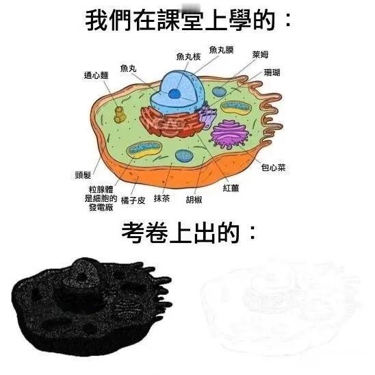 太有生活了meme ​​​