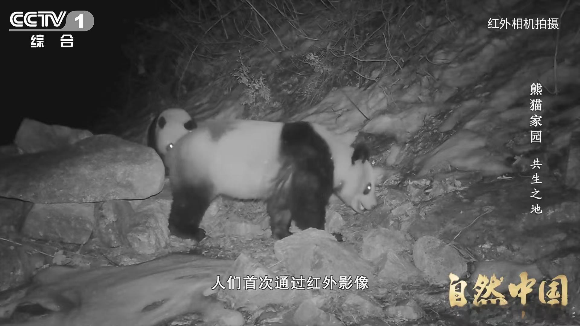 原来大熊猫不喜欢竹林疯长自然中国 大相岭泥巴山廊道，名字听着就很野。科研团队在这