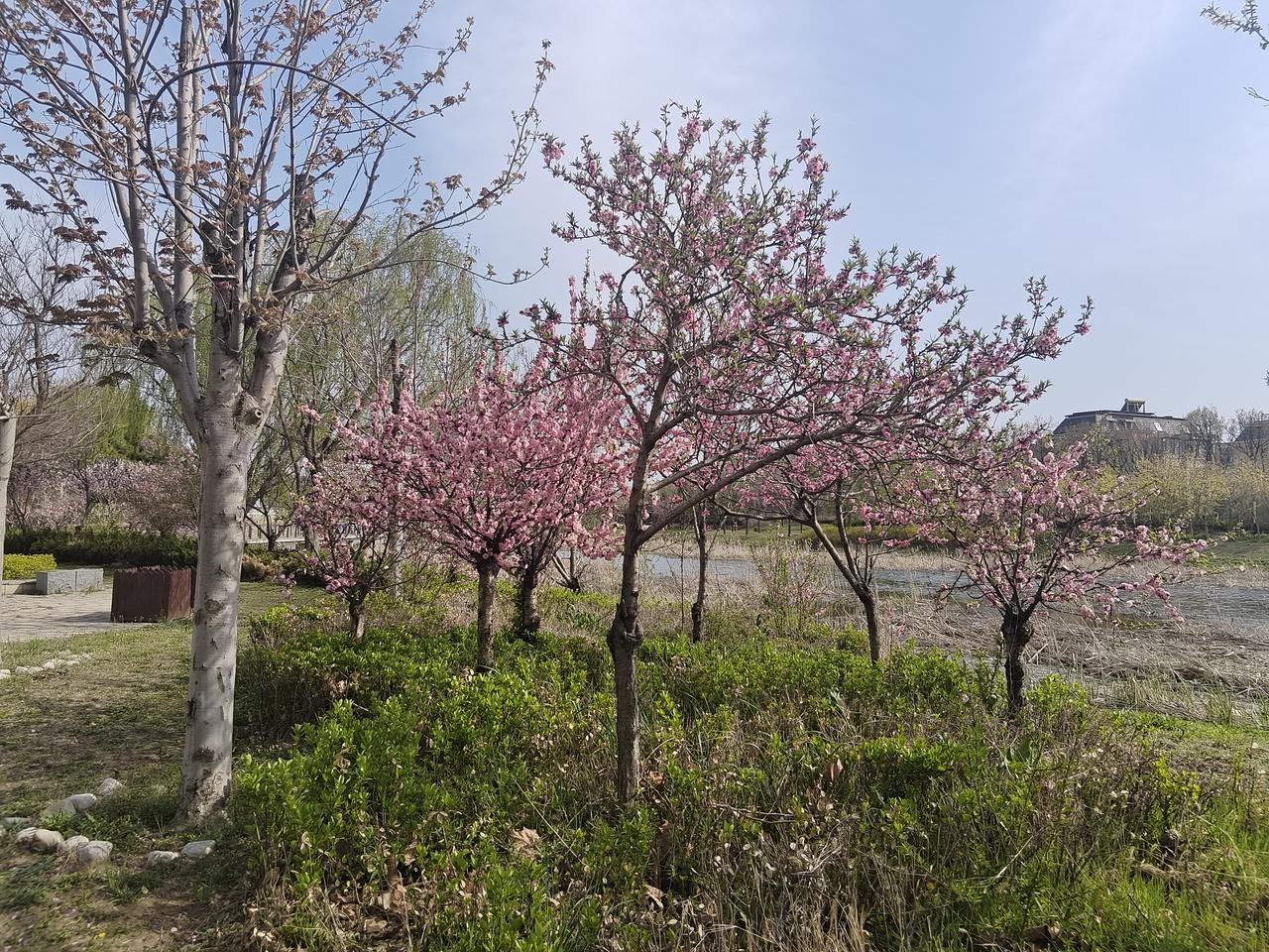 看看你相册里水果树