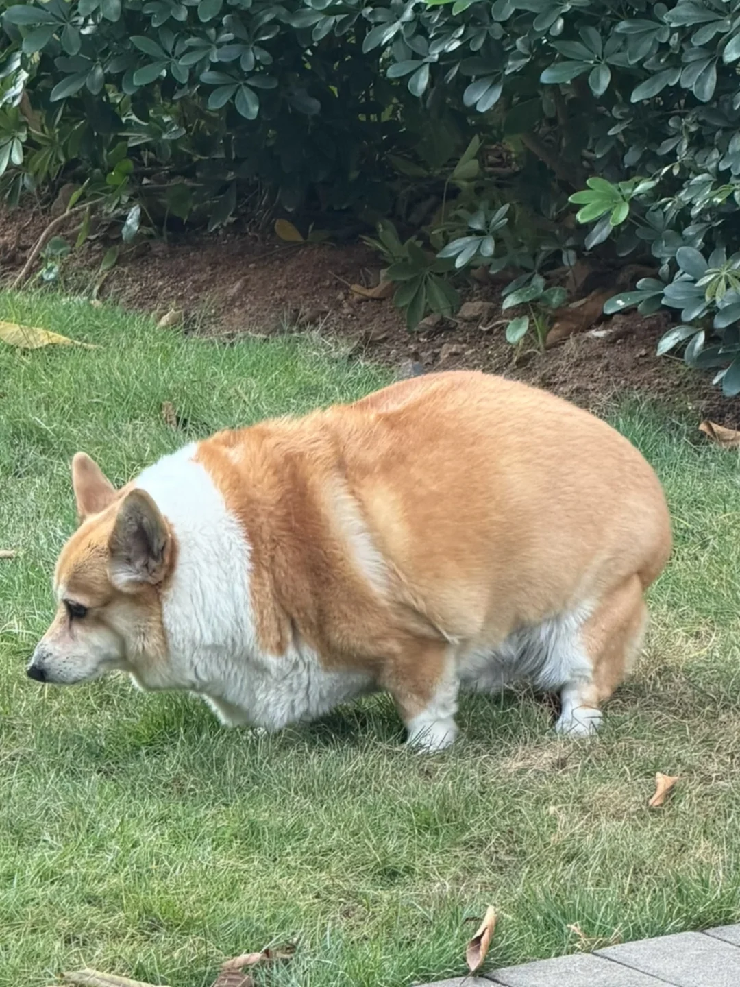 不知道，汪的身材很曼妙