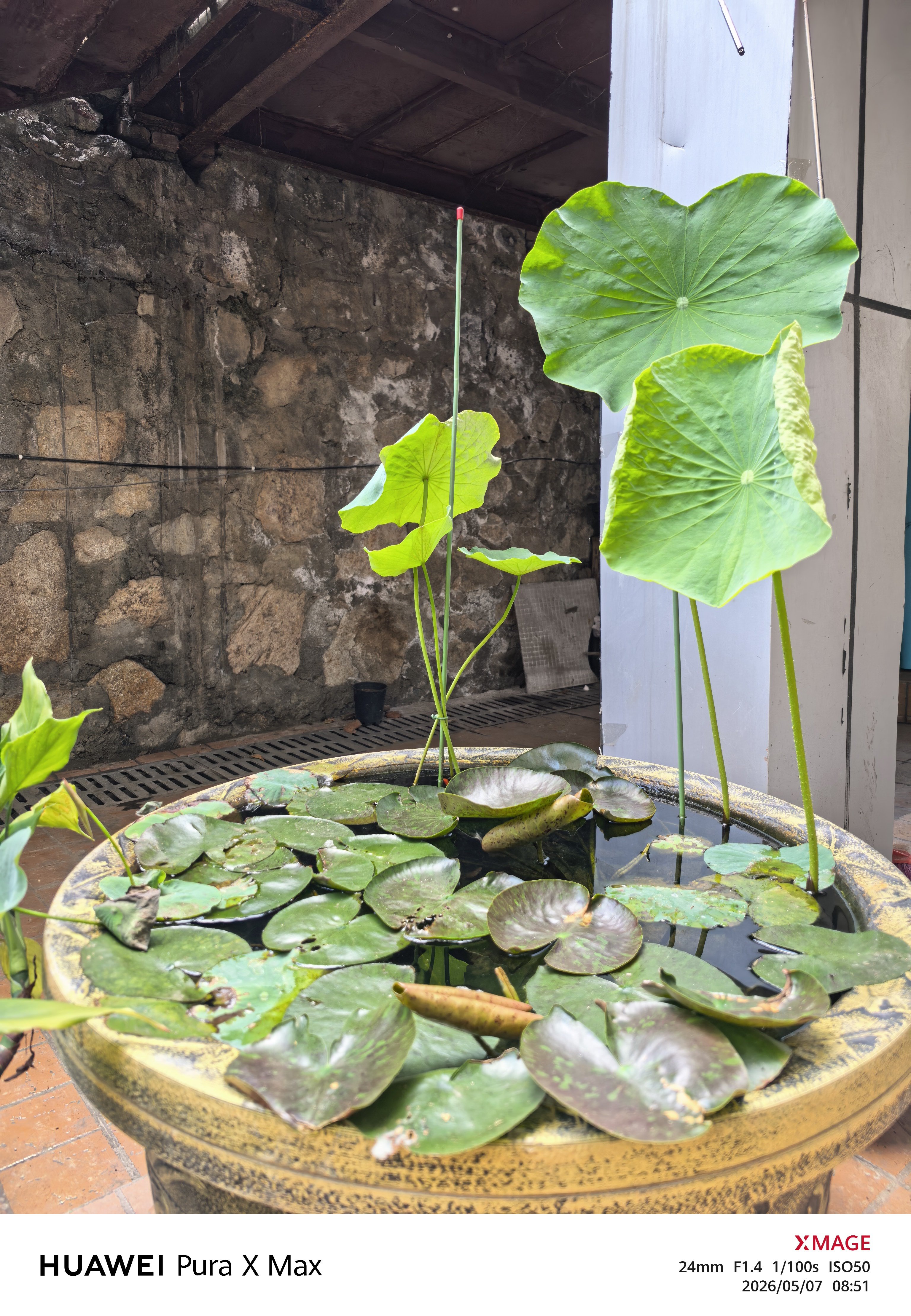 去年种荷花最后失败了，今年预感会成功