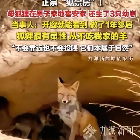 邻里和睦超暖心！野生狐狸一家定居农户家门口，乖巧懂事从不祸害家畜
 
“真是太幸