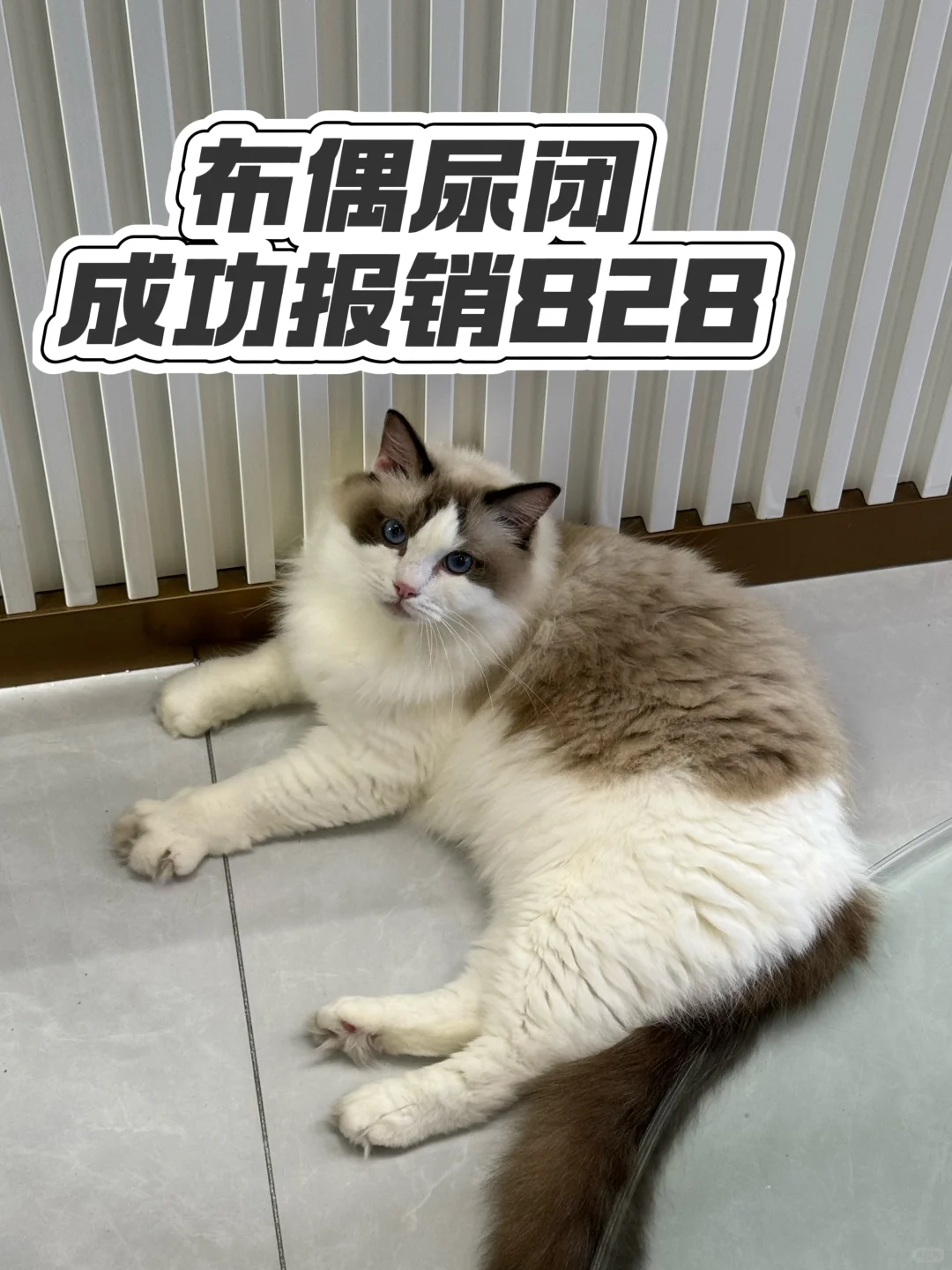 新手养猫🐱宠物医保给我报了800多