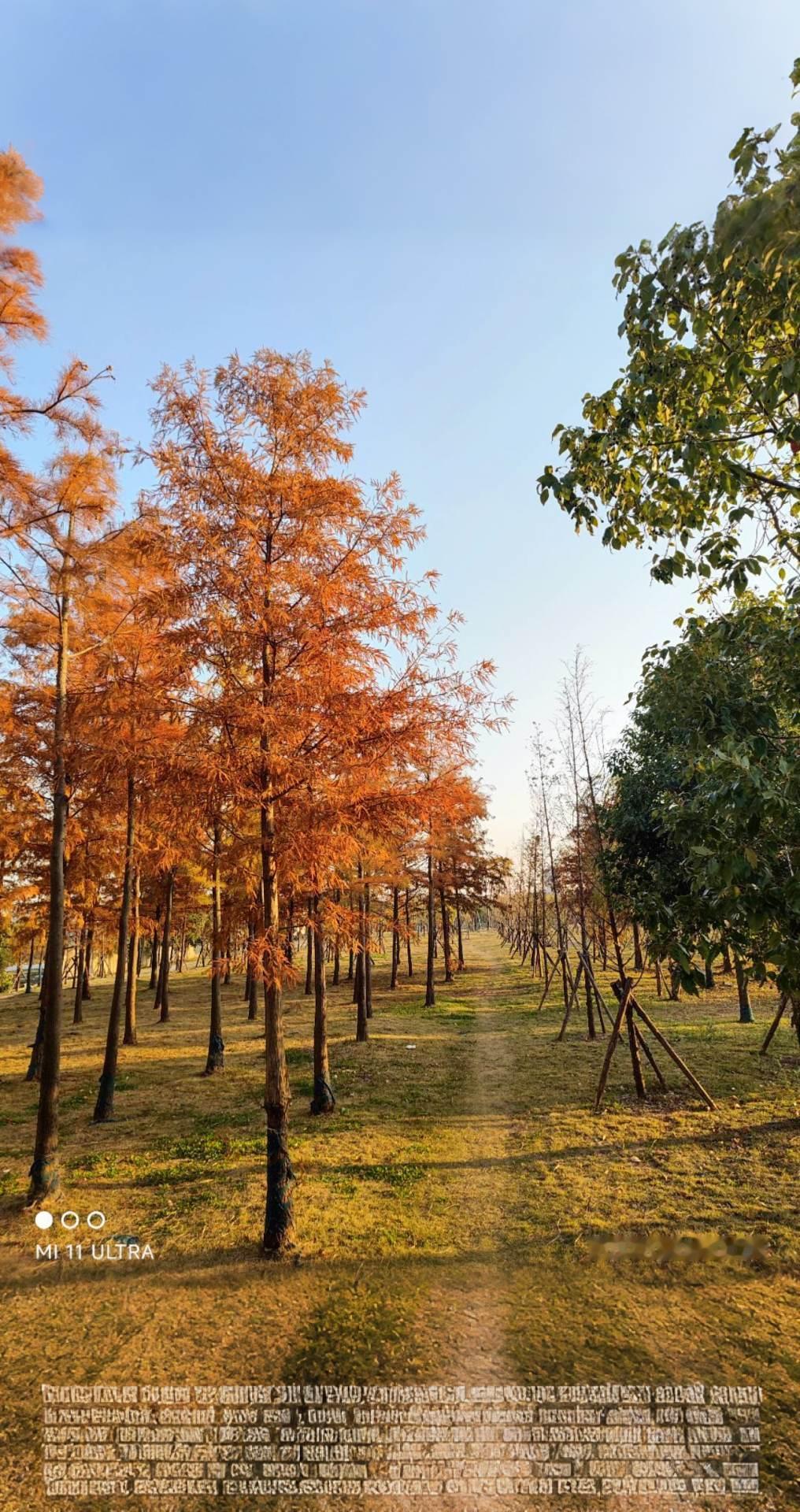 那年那月，那抺静谧秋色！AI扩图 治愈系风景 天然氧吧 最美景色