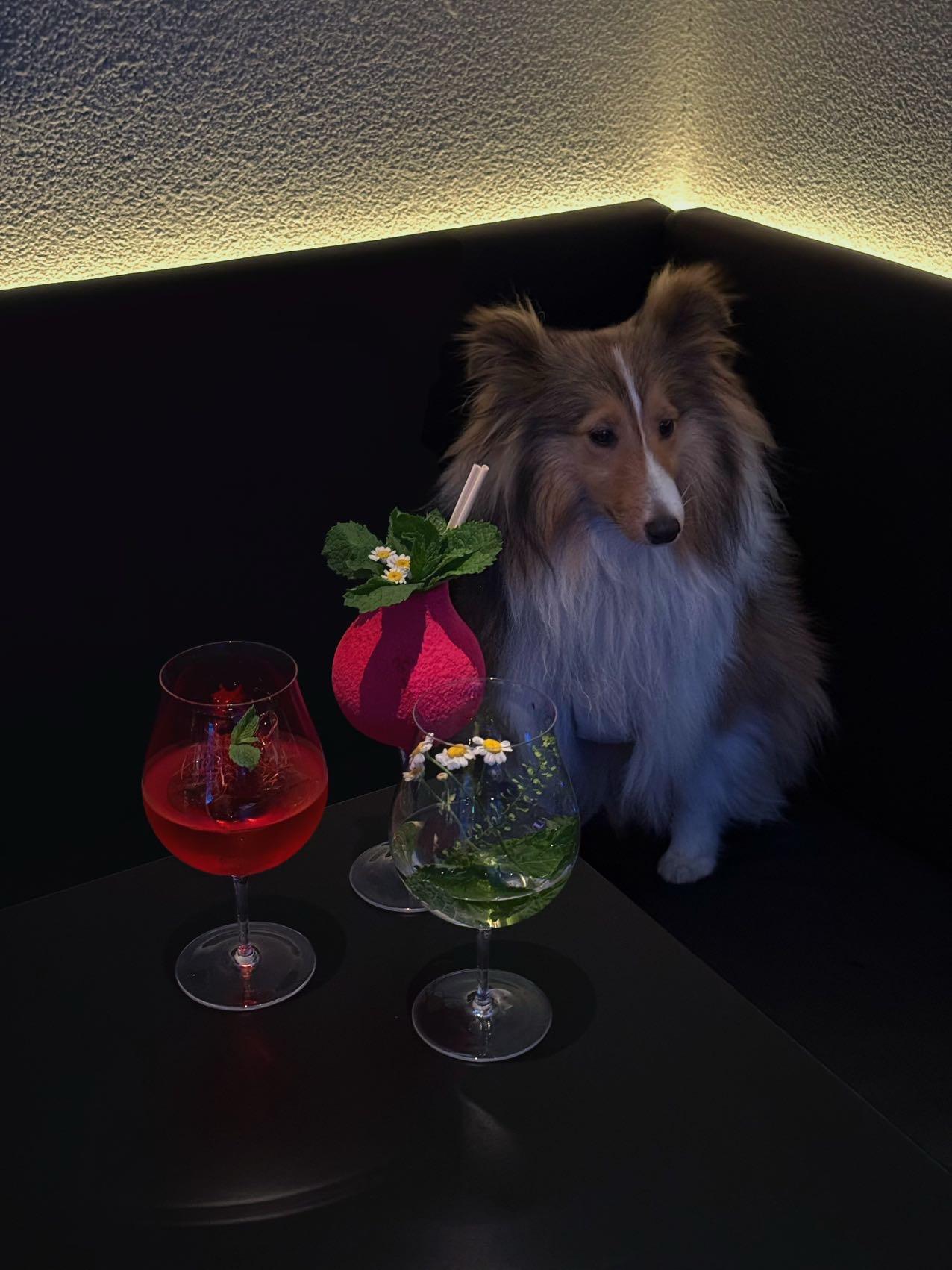 上海的夜晚就该浪费在这种好地方🛋️🍸。