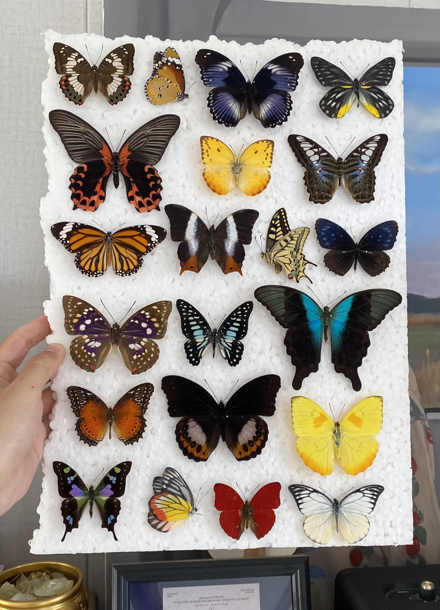 今日的快乐 是蝴蝶带给我的明亮色彩