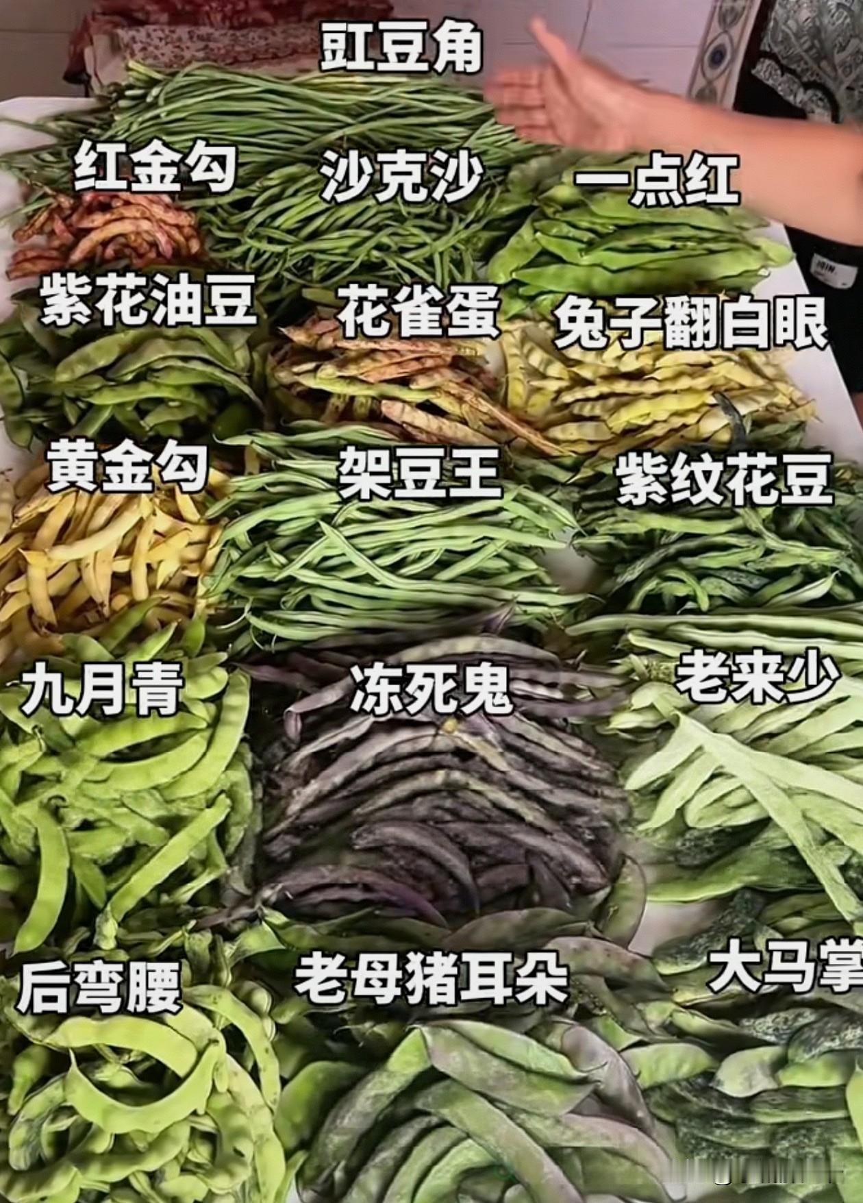 东北的16种豆角，每一个起的名字都很有特点，所以论东北人给豆角取名这块的权威性，
