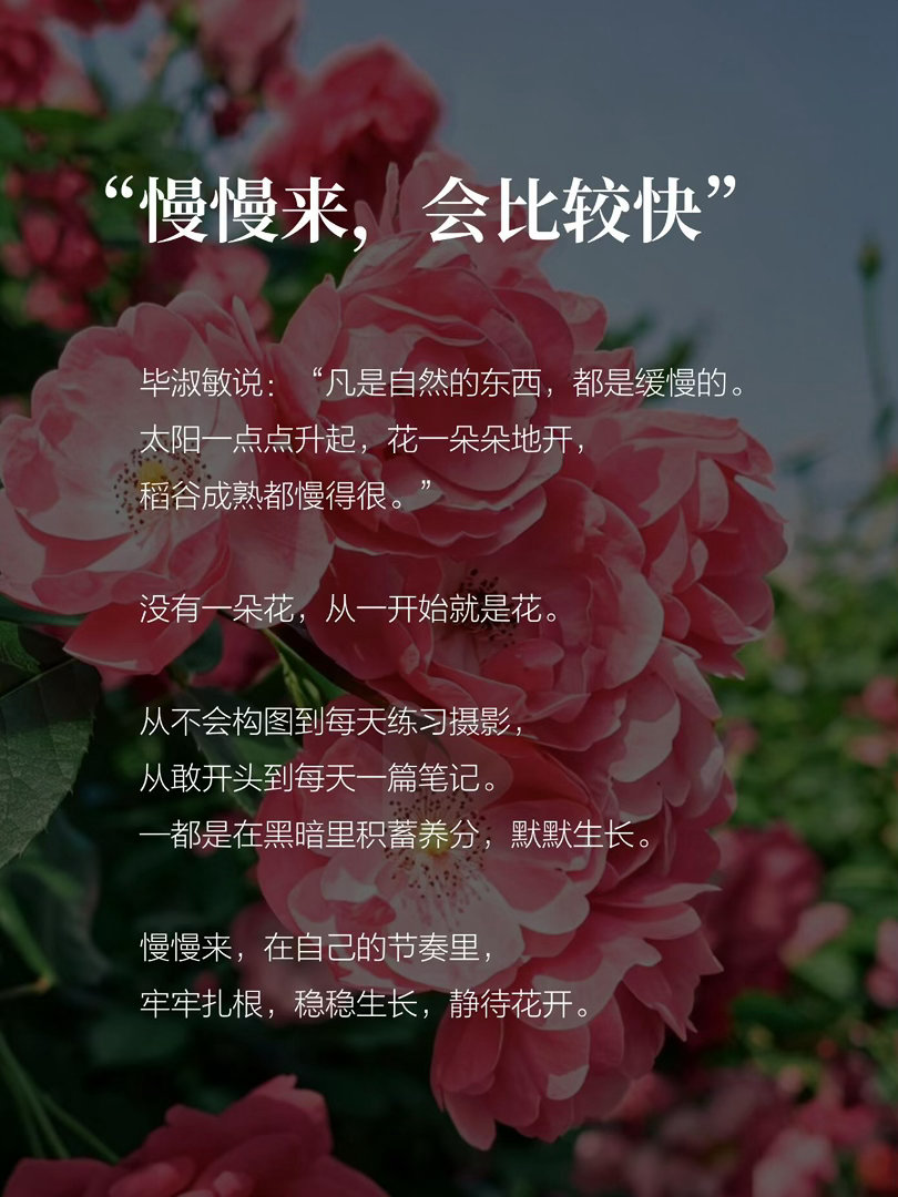 允许自己，是朵晚开的花 