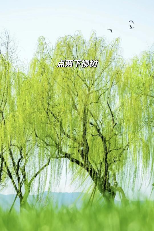 是真的诶‼️燕子飞过来了……