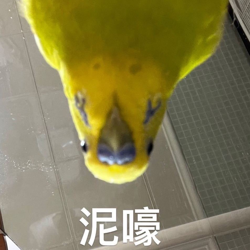 啊啊啊啊如此倒立