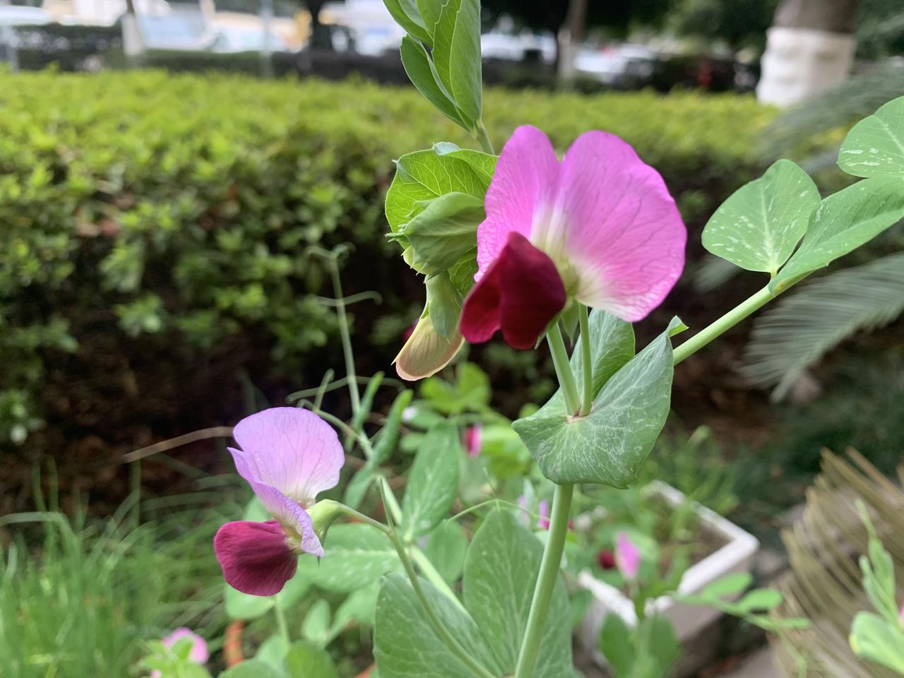 刚遇见，一朵一朵，小巧，好看，洁净，身上有仙气。像一群天上来的小仙娥。主人种在花
