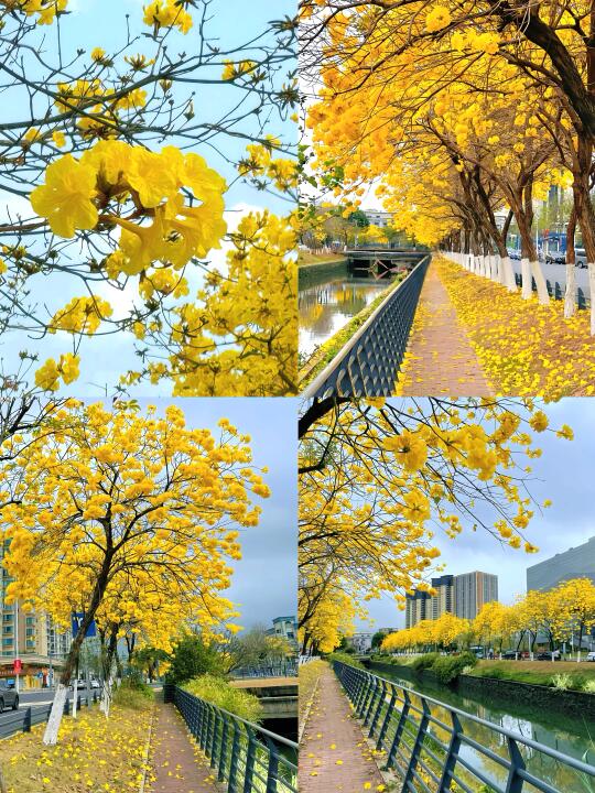 别去松山湖了‼️万江这条路全是黄花风铃木🌼