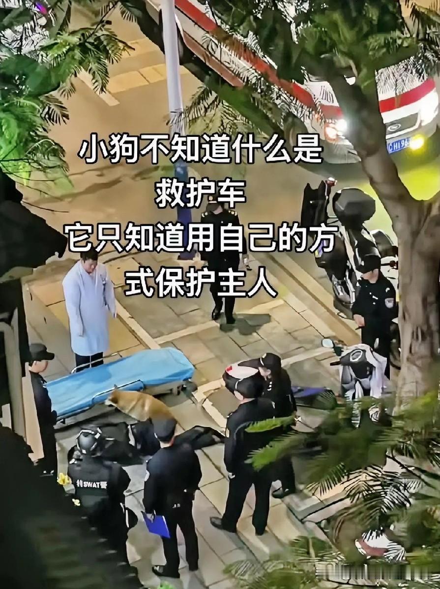 小狗不知道什么叫救护车，只知道主人病了，怕别人伤害主人。狗狗不知道主人怎么了，它