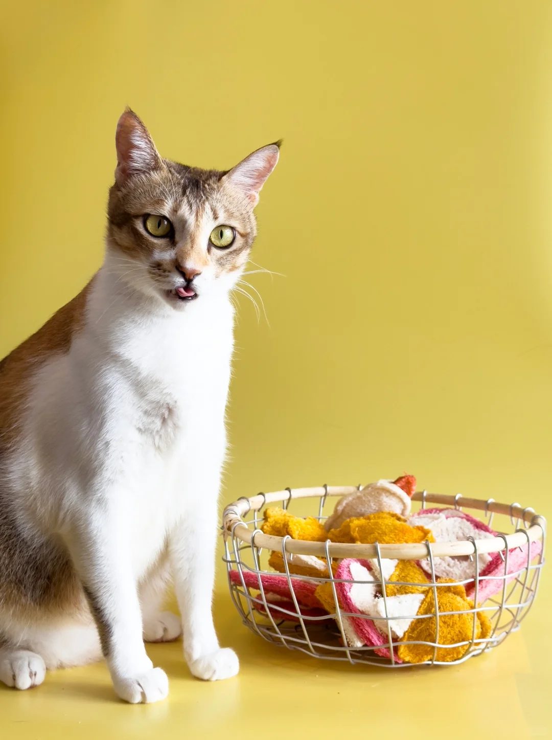 三点几啦😜猫咪下午茶来咯