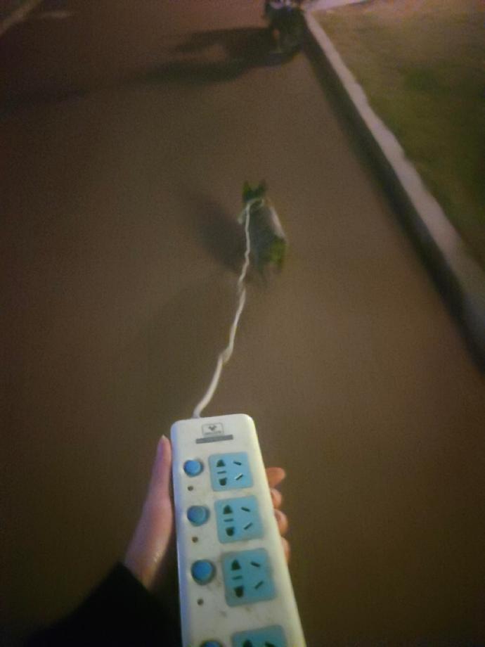 当遛狗绳消失但小狗要出门时 ​​​