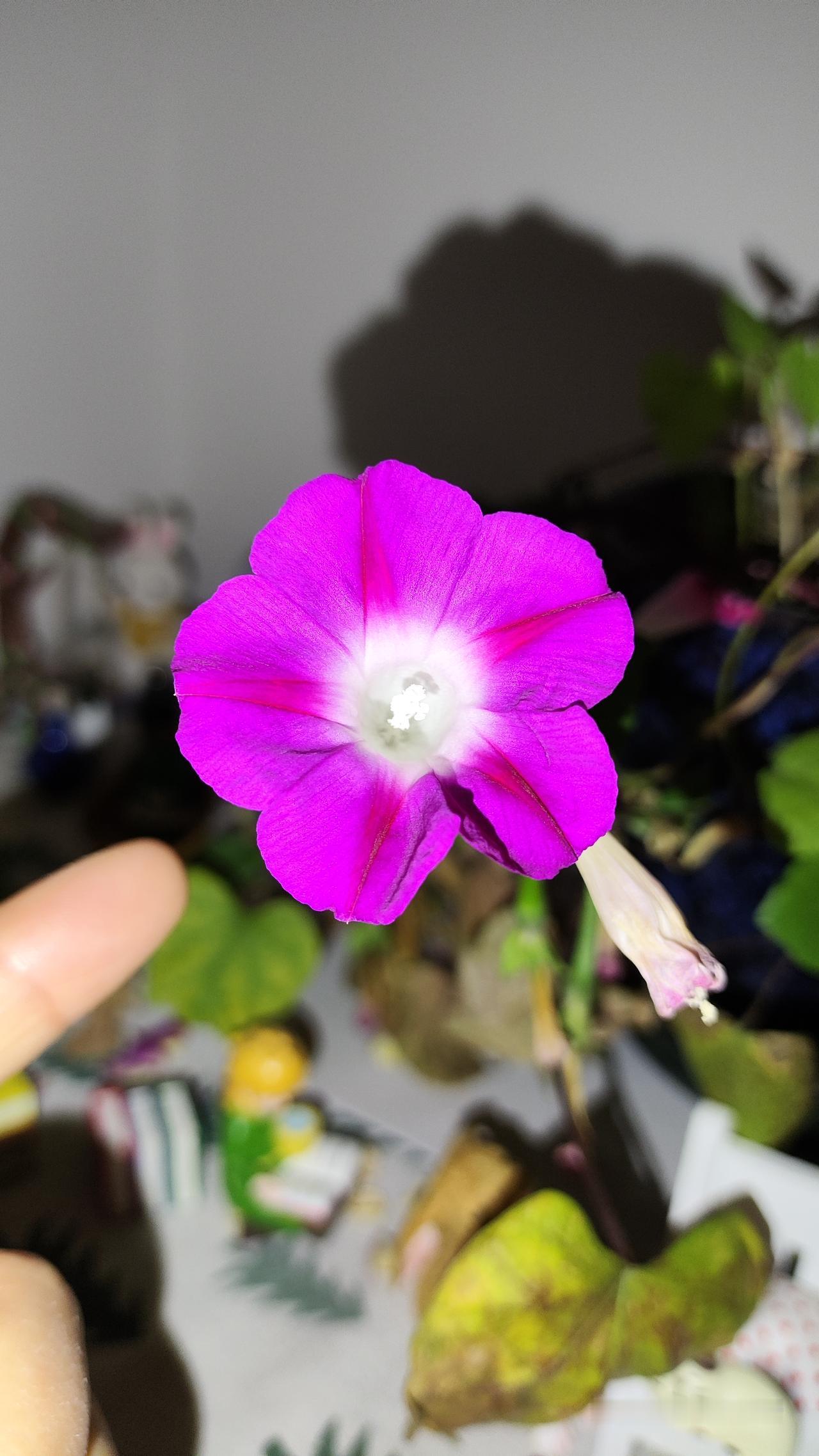 哈哈，太妙了！腊八节，阳台上的喇叭花开了，腊八节赏喇叭花……

腊八，喇叭。[呲