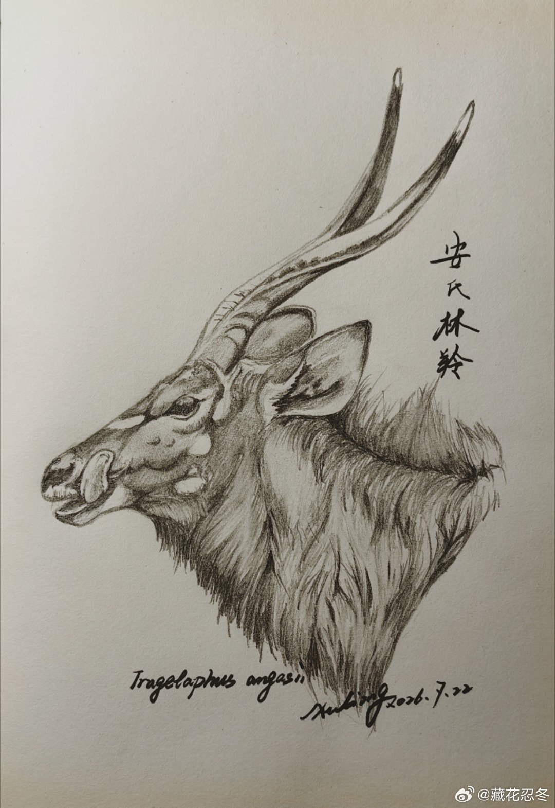 画画的日常 安氏林羚 