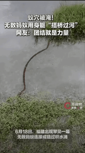 真的被大自然狠狠震撼到！福建，一位男子出门路过积水路段，发现水中草垛连接到岸边的